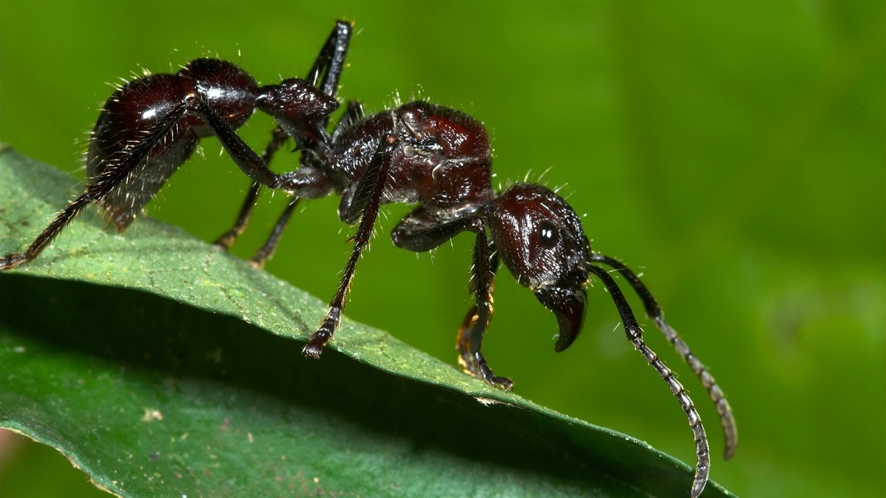 ☃ STUNG by a BULLET ANT! ☃ BULLET ANT! YouTube