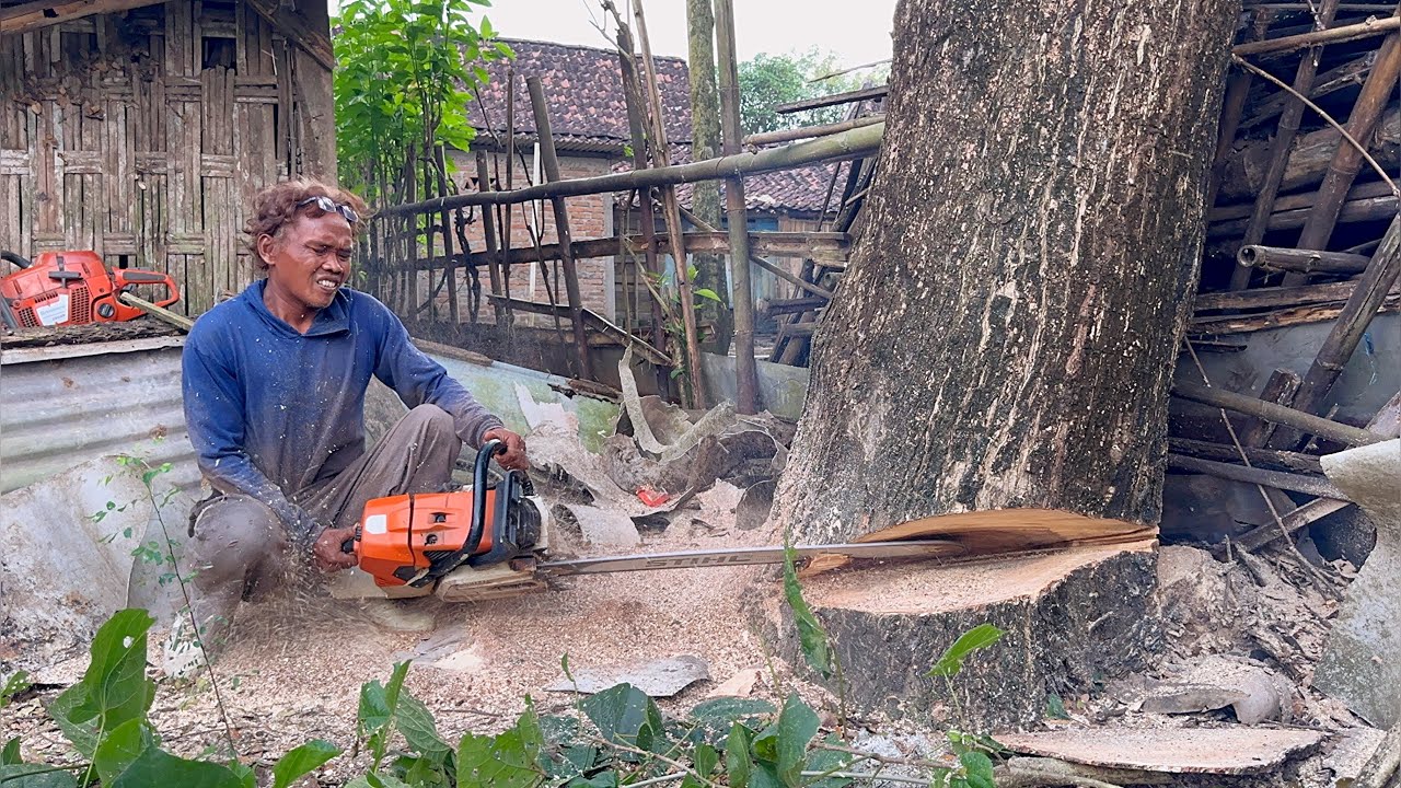 The last tree is the hardest… Cutdown 3 trees with strongest chainsaw ‼ ...