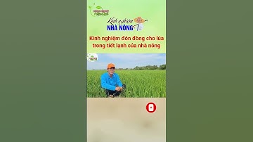 Kinh nghiệm bón đòng cho lúa trong tiết lạnh #shorts #nongnghiephieuqua