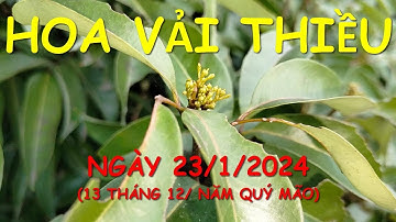 Mùa hoa Vải Thiều Lục Ngạn, Bắc Giang đến rồi.