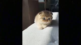 Cute Amazing Baby Cats💗Video Collection #10 PetsCollection by CatsNDogs365 2 views 4 years ago 4 minutes, 1 second
