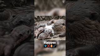 There are two mammals that lay eggs #facts #animalfacts #platypus #echidna #mammals