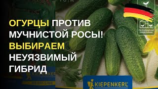 видео: Дача в Германии. Сорта и гибриды резистентных огурцов, на которые стоит обратить внимание уже сейчас картинка: Дача в Германии. Сорта и гибриды резистентных огурцов, на которые стоит обратить внимание уже сейчас