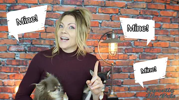 Are female Chihuahuas aggressive?