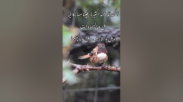 تلاوة لم تسمع مثلها من قبل خشوع لا يوصف/طبيعة وطيور( لا إله إلا الله محمد رسول الله)🤍