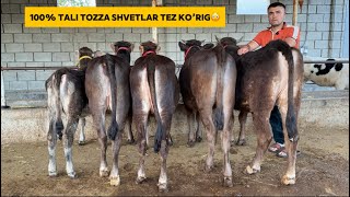 100-TALI SHVET SO’RAGANLAR ISHON-NASLDOR-BREN FERMADAN❗️