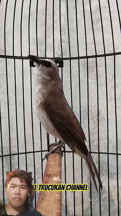Beautiful Voice of the Trucukan Bird #kicaumania #burungkicaudialamliar #birdsong #burung