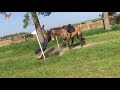 Funny Horse Riding Fails Compilation