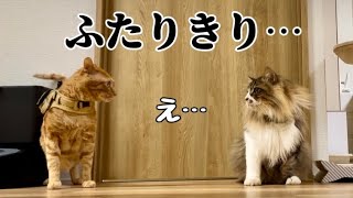 ケンカばかりする猫を2人きりにしてみたら…元野良猫まるとら&ぽこまる