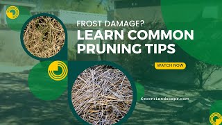 Pruning Pointers for Plants Affected by Frost Damage
