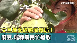 文旦產季遇颱風攪局！ 麻豆.瑞穗農民忙搶收｜華視新聞20230830 