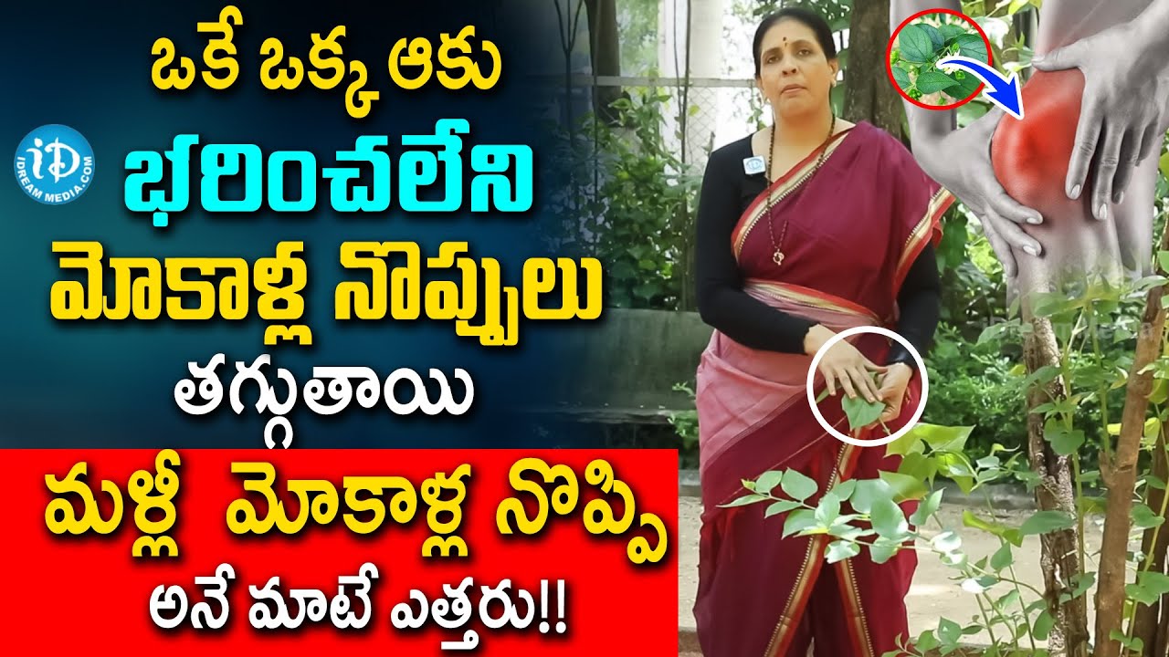 Parijat Leaves for Knee Pain | పారిజాతం ఆకుతో మోకాళ్ళ నొప్పులు శాశ్వతంగా మాయం! | Aruna Devi | iDream