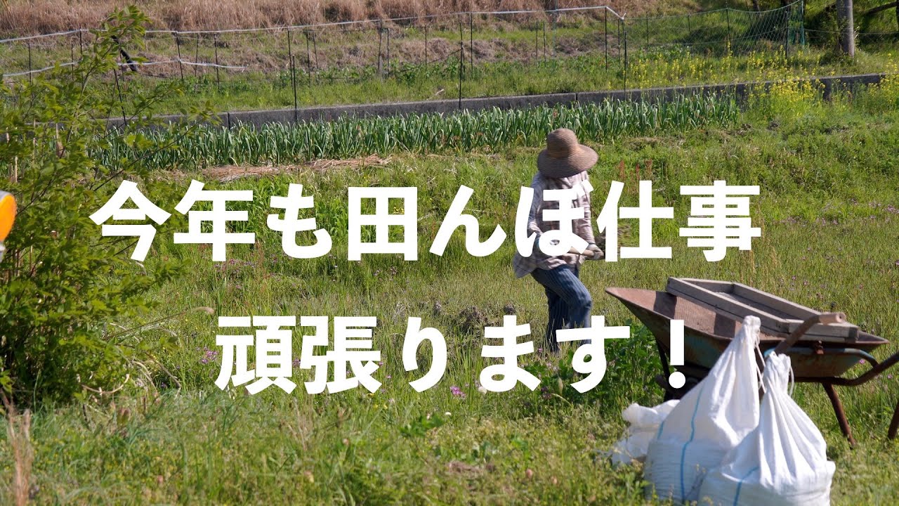 自給暮らしvlog｜今年も稲作始まります！｜大好きな凍大根の煮物｜桜の花の塩漬けのチョコチップクッキー｜#66