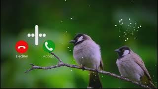 Birds Sound | Massage Tone | New Ringtone | Love Ringtone | Notification Tone |