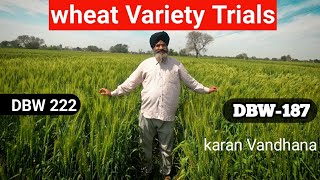 DBW-187 and DBW-222 wheat Varieties Comparison
