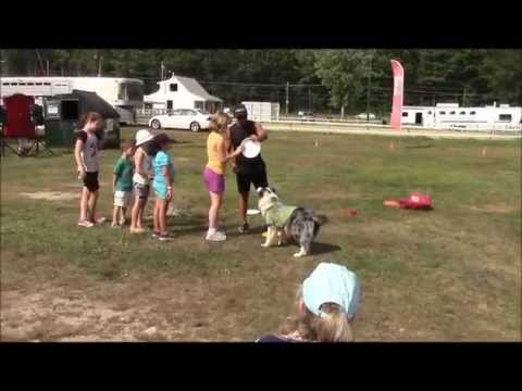 Flying Frisbee Dogs at the 2015 Cheshire Fair limited government political cartoon