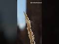 Discovery of oboe #discovery #shorts
