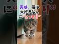 猫がこっそりやってること #人類ねこ同盟 #猫の豆知識 #猫のいる生活 #猫との暮らし#ねこ