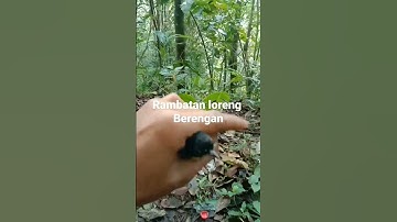 Rambatan doraemon paud
