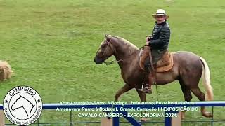 CAVALO CAMPEIRO - XOTE LARANJEIRA RUMO À BODEGA GRANDE CAMPEÃO  MARCHA E  MORFOLOGIA - LONDRINA 2024