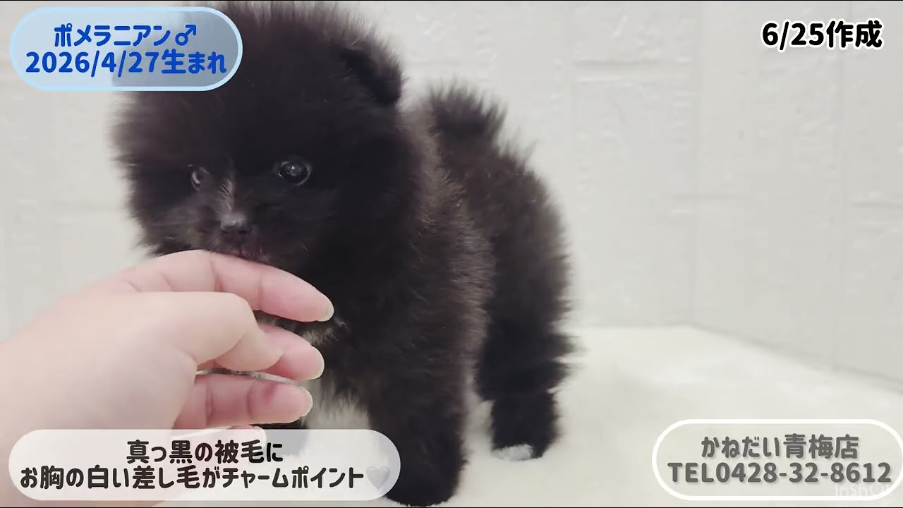 価格の安いポメラニアン♂入舎時540gで小さいです！【動画あり