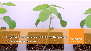 See how Engenia® Herbicide Stacks Up Against PPO Herbicides
