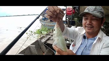 : cảng cái cui cá cốc nhiều dữ