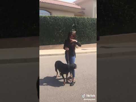 عندي كلب يجري معسكر بيكا