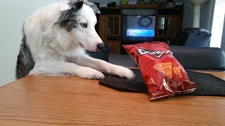 Dog Tricks - Bring Me A Bag Of Doritos by Mr Biscuit The Border Collie 154 views 6 years ago 20 seconds