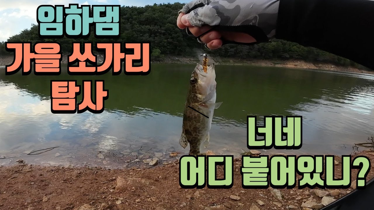 임하댐 가을 쏘가리 탐사 가보자잇
