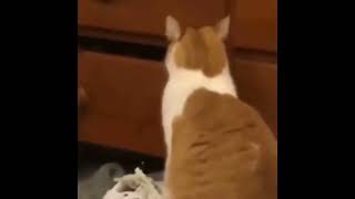 A very rare footage of a cat cleaning her closet  #shorts