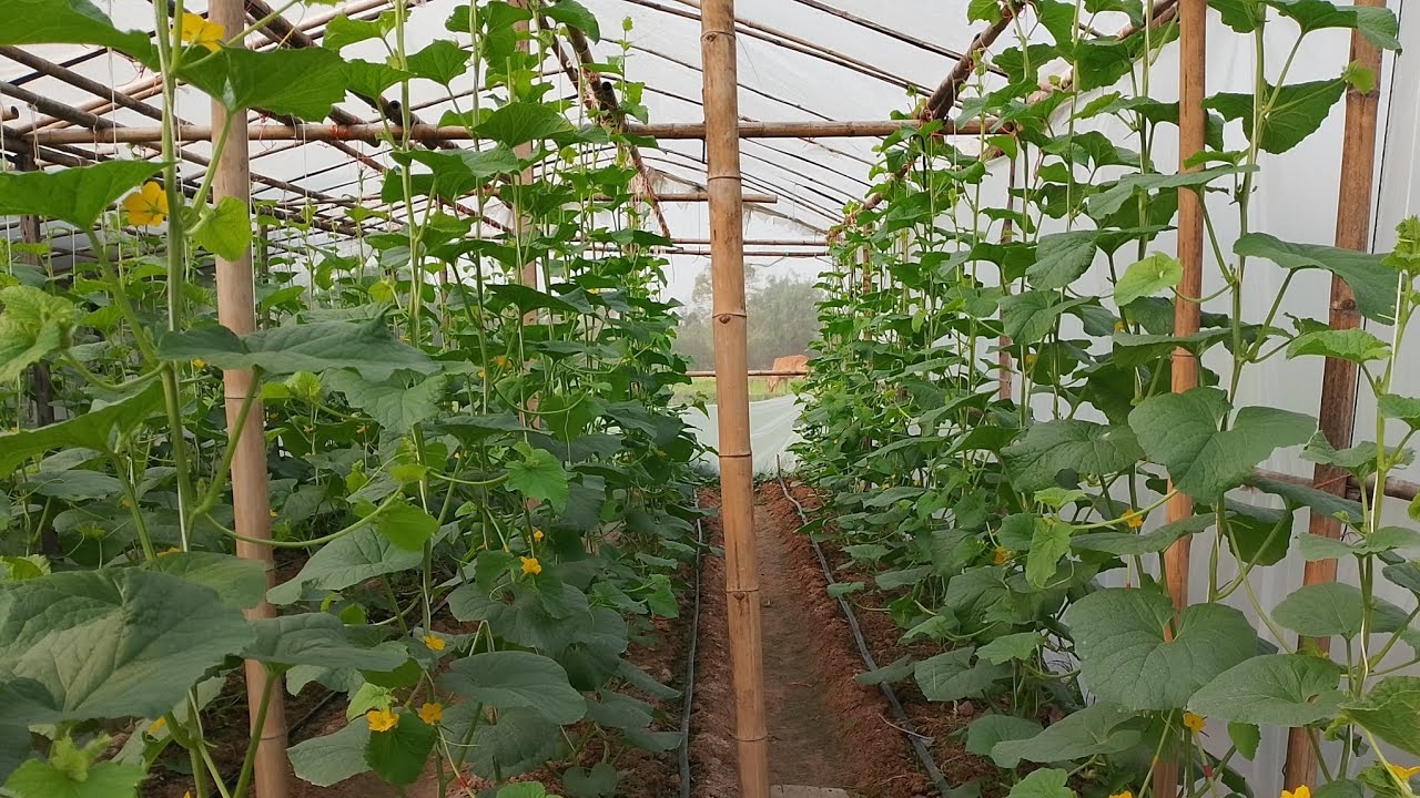 ปลูกเมล่อนหน้าร้อน บรรยากาศชมสวนเมล่อนในตอนเช้า🍈