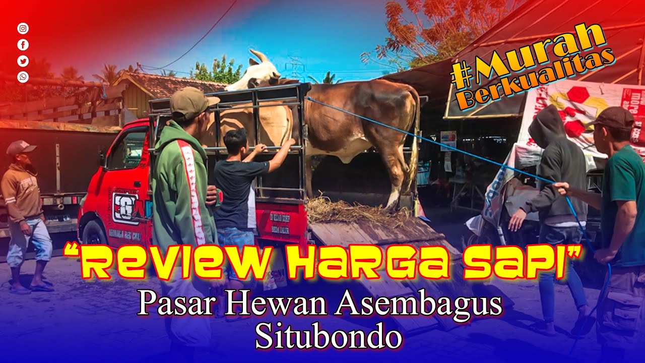 Review Harga Sapi di Pasar Hewan Asembagus Situbondo, 15 Desember 2022