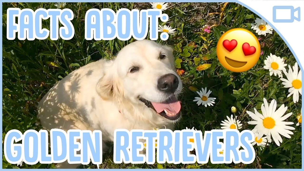 puppy paradise 10 Facts About Golden Retrievers!