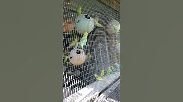 Ternak Burung Serindit