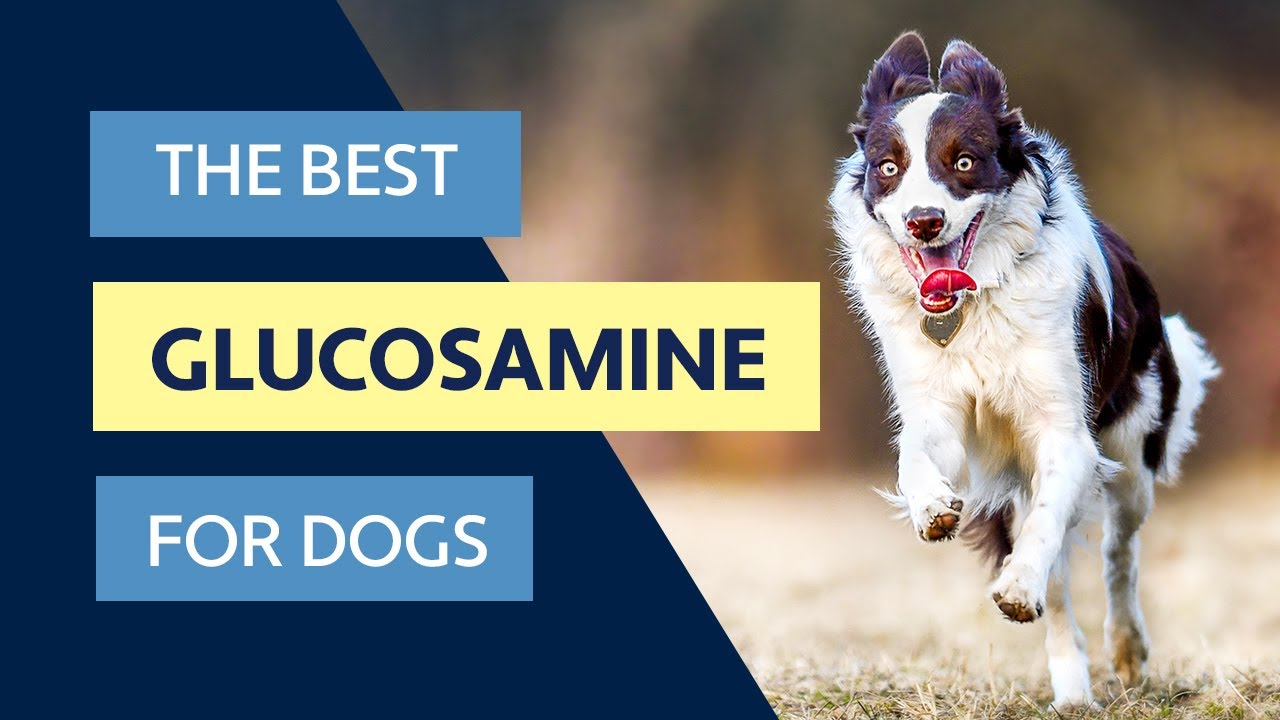 The Best Glucosamine For Dogs