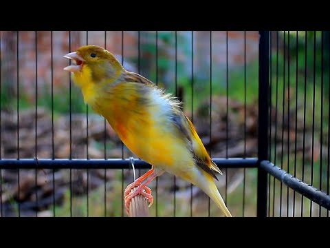 اجمل اغنية زفاف كناري 2023 استمع إلى 10 دقائق من تدريب التزاوج لصغار الكناري 5