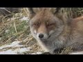 Korte natuurfilm winterbeelden met o.a. vos, ree, waterral, ijsvogel  2015