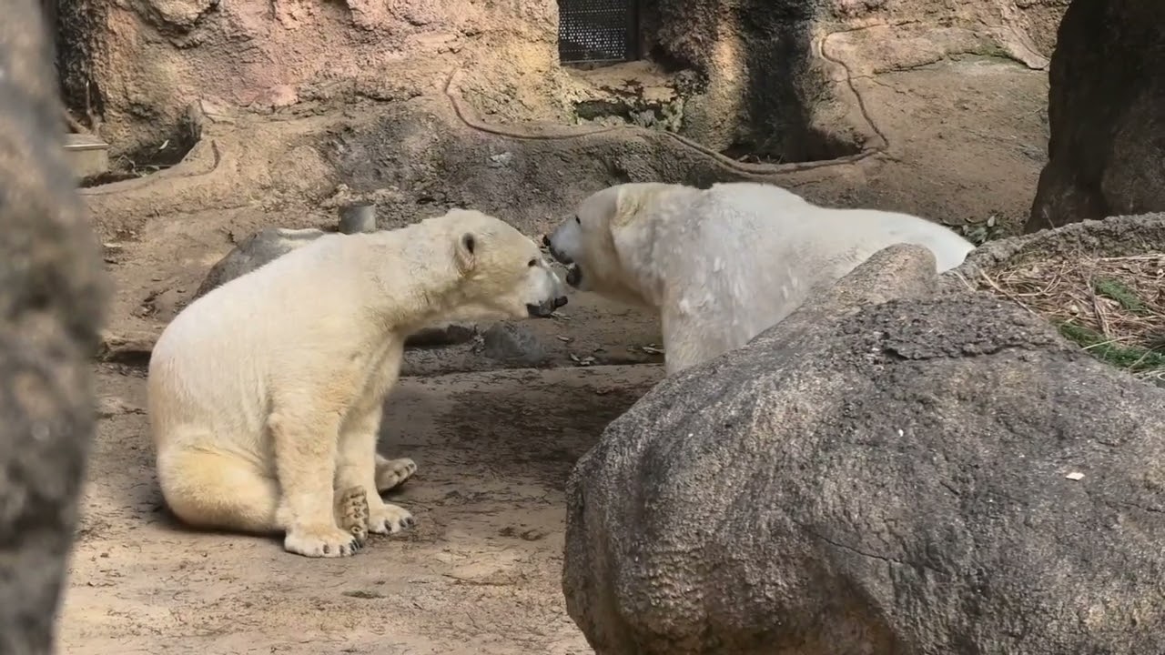 2023/01/21 ズーラシア　ホッキョクグマ　イッちゃんゴーゴ同居　取り急ぎのアップ