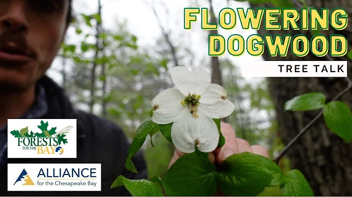 Tree Talk: Flowering Dogwood - DayDayNews