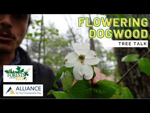 Video: Mengontrol Dogwood Blight: Pelajari Tentang Dogwood Tree Blight Dan Pengendaliannya