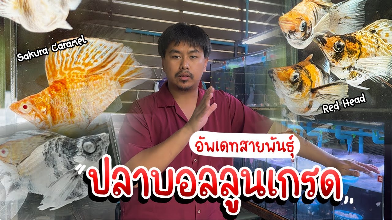 รู้อะไรไม่เท่ารู้งี้ EP74. อัพเดทสายพันธุ์ปลาบอลลูน (Red head+Sakura caramel)