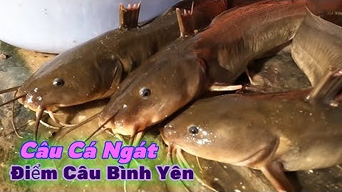 Câu Giăng Cá Ngát Tiếp Tục Trên Bãi Mới | Gia Đình Cần Giờ .134 |
