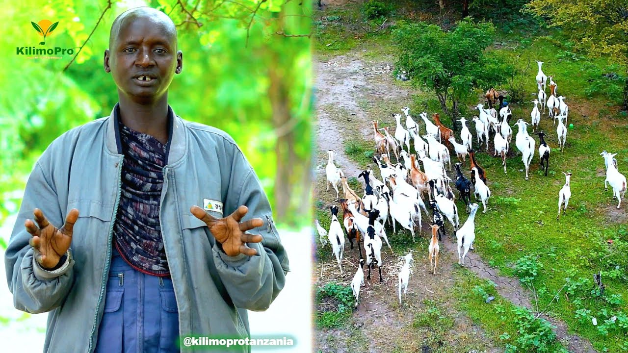 USIPUUZE HILI KABLA YA KUANZA KUFUGA, SIRI YA WAFUGAJI WENYE MAFANIKIO, MAZINGIRA NA MALISHO SAHIHI