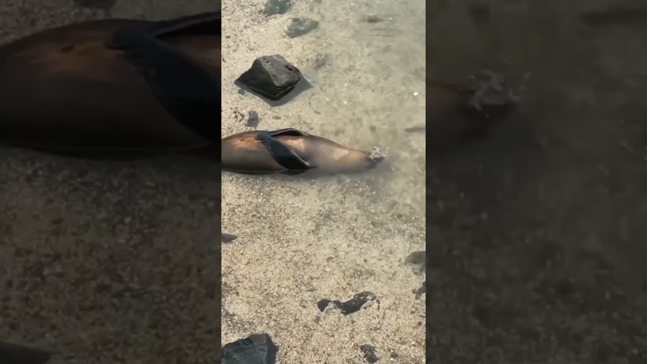 Aren’t seals cute ? | Wildlife underwater 