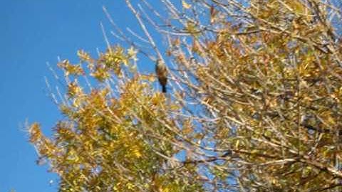 Says Phoebe Hunting Insects