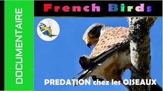 Documentaire - Predateurs Et Leurs Proies
