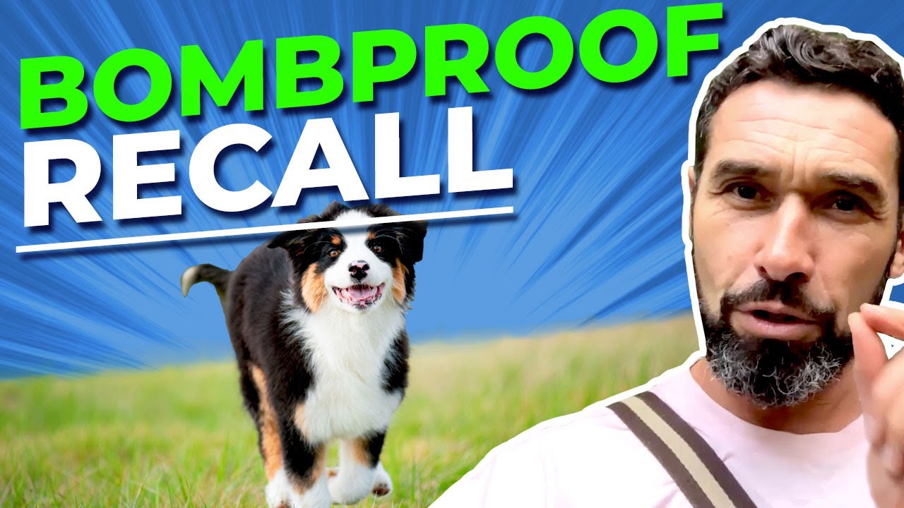 Dog Recall Training Tip The Recall Secret That Makes Dogs Come No