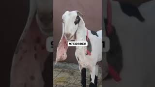 Hyderabadi Goat breeder Bakra Bakri for sale in Surat Hyderabadi Bakri ke bachche sortvideo vairal