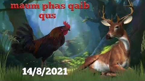 dib qaib qus yuav tau ceev faj ntau yam